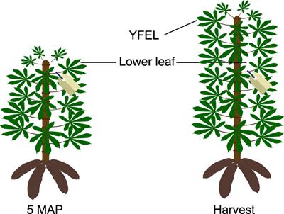 Water deficit and potassium affect carbon isotope composition in cassava bulk leaf material and extracted carbohydrates